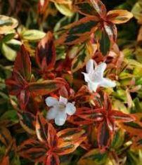 Abelia Kaleidoscope