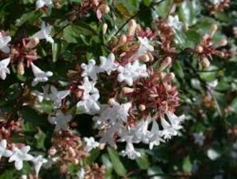 Abelia Prostrata